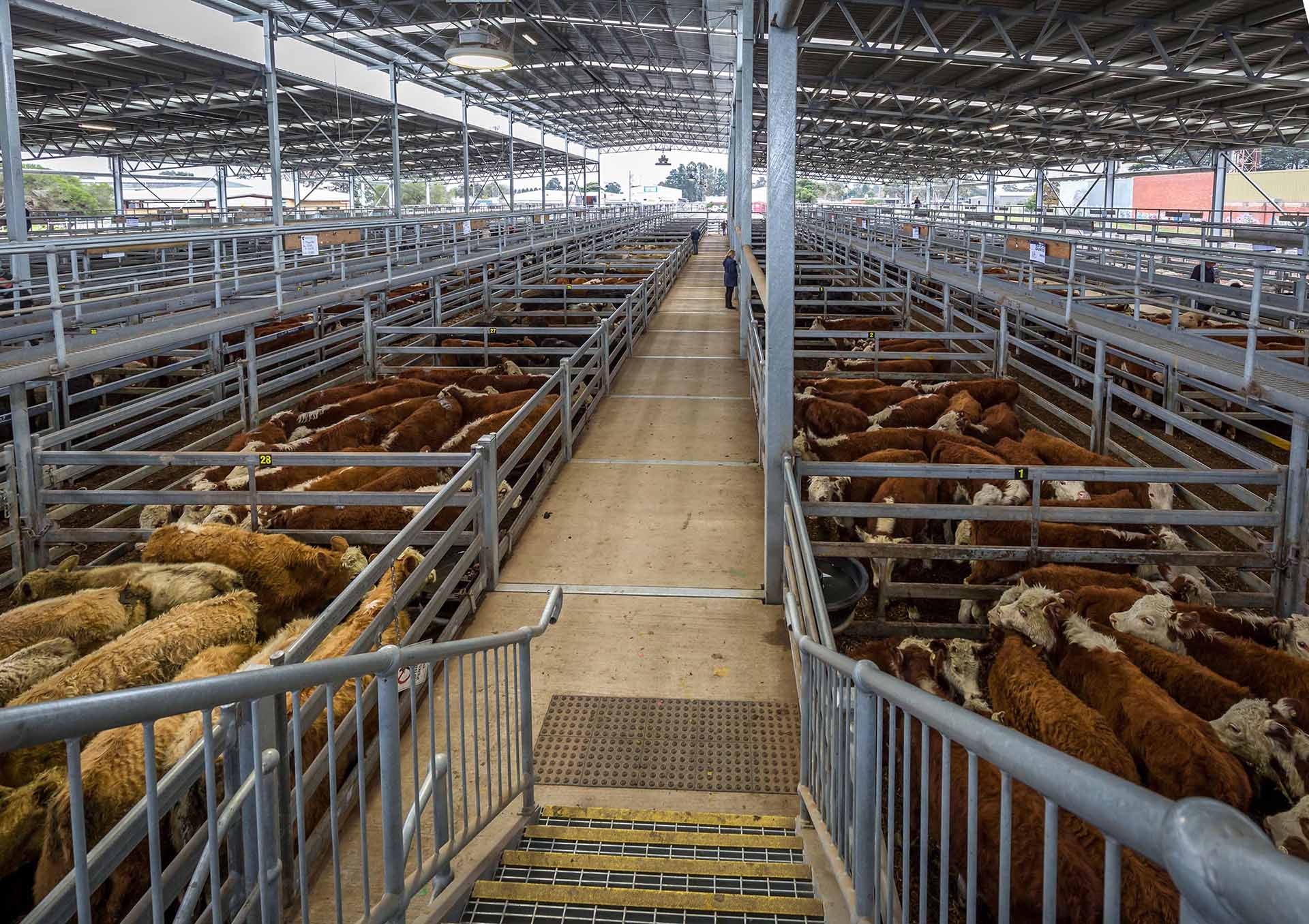 Singleton Regional
Livestock Market (SLRM)